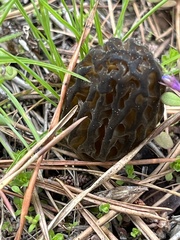 Morchella brunnea