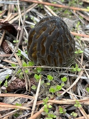 Morchella brunnea
