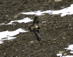 Gypaetus barbatus barbatus