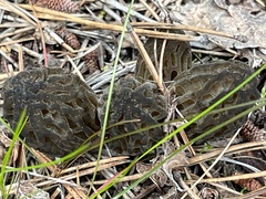 Morchella brunnea