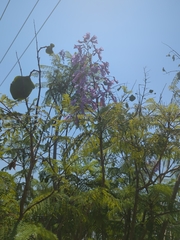 Jacaranda mimosifolia