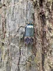 Penthicodes farinosus