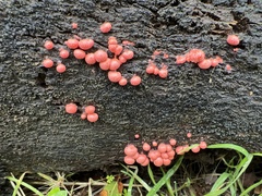 Lycogala epidendrum