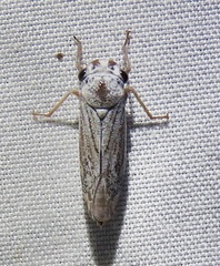 Proconiini