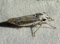 Proconiini