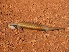 Tiliqua multifasciata