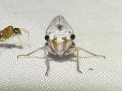 Proconiini