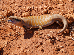 Tiliqua multifasciata