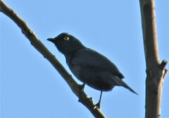 Melaenornis pammelaina ater