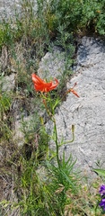 Lilium pumilum