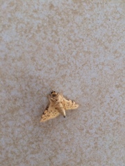 Conogethes punctiferalis