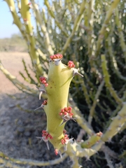 Euphorbia caducifolia