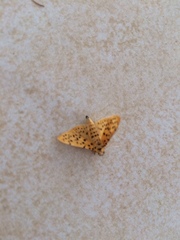 Conogethes punctiferalis