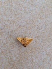 Conogethes punctiferalis