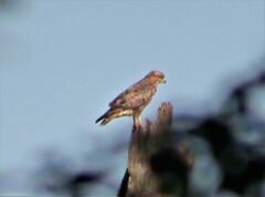 Buteo buteo vulpinus