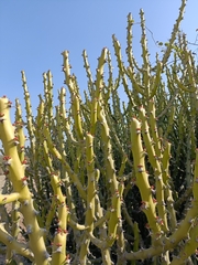 Euphorbia caducifolia