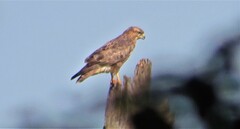 Buteo buteo vulpinus