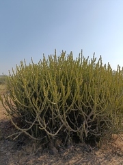 Euphorbia caducifolia