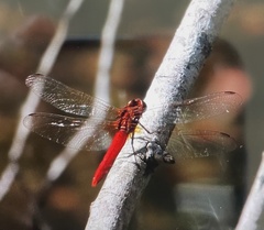 Rhodothemis lieftincki