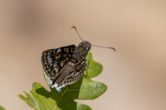 Erynnis pacuvius