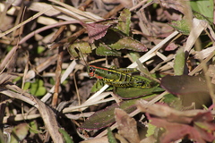 Aztecacris laevis