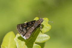 Erynnis pacuvius