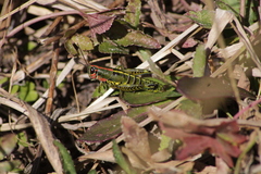 Aztecacris laevis