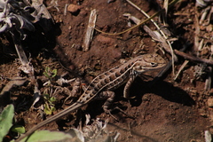 Sceloporus scalaris