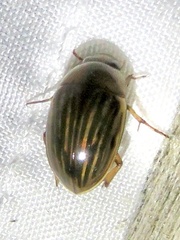 Tropisternus collaris