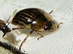 Tropisternus collaris