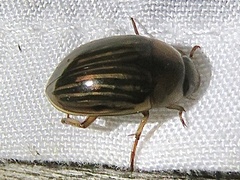 Tropisternus collaris