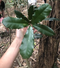Corynocarpus rupestris arborescens