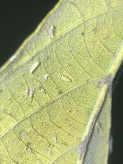 Protalebra nexa