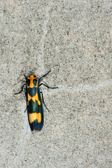 Chrysaeglia magnifica