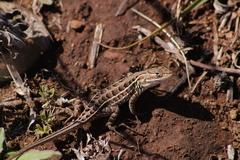 Sceloporus scalaris