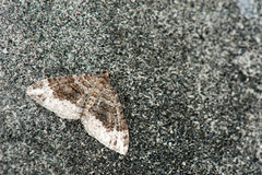 Xanthorhoe taiwana