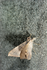 Oxyodes scrobiculata