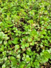 Rotala rotundifolia