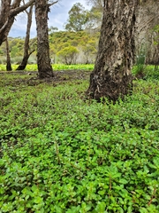 Rotala rotundifolia