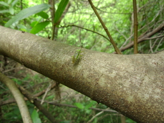 Amblypelta nitida