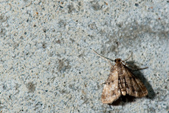Elophila nigralbalis