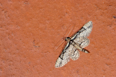 Gymnoscelis tristrigosa