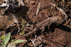 Sceloporus scalaris