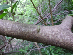 Amblypelta nitida