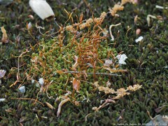 Tortella humilis