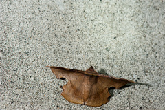 Fascellina chromataria