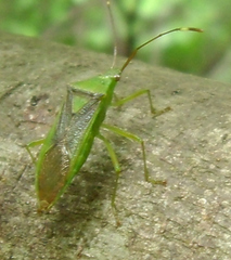 Amblypelta nitida