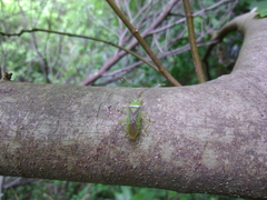 Amblypelta nitida