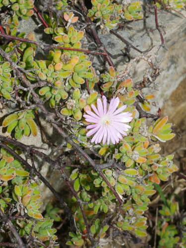 Pale dewplant