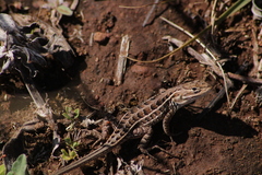 Sceloporus scalaris